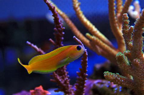 Midas Blenny: Care Guide .